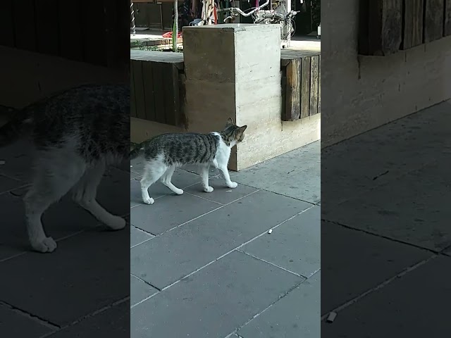 Sinek avlayan kedi
