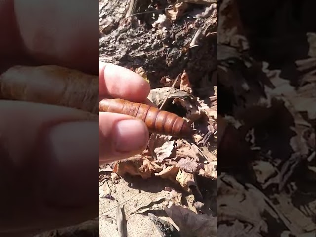 Bu Böcek Nedir?