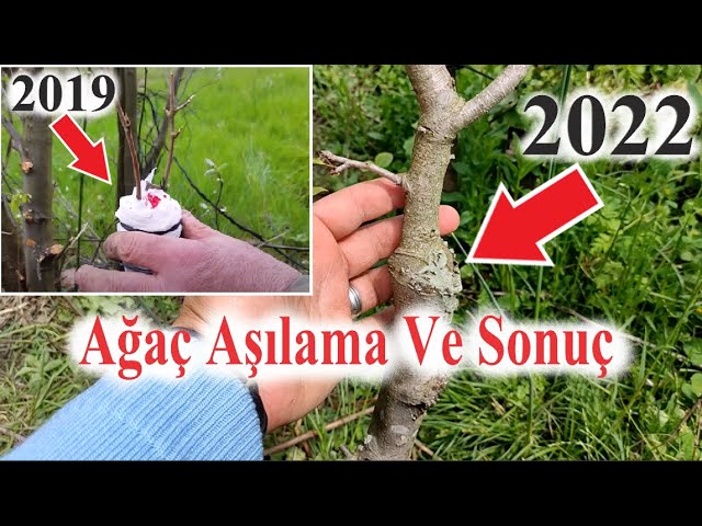 Ağaç Aşımalama ve Tutma Videosu 2022